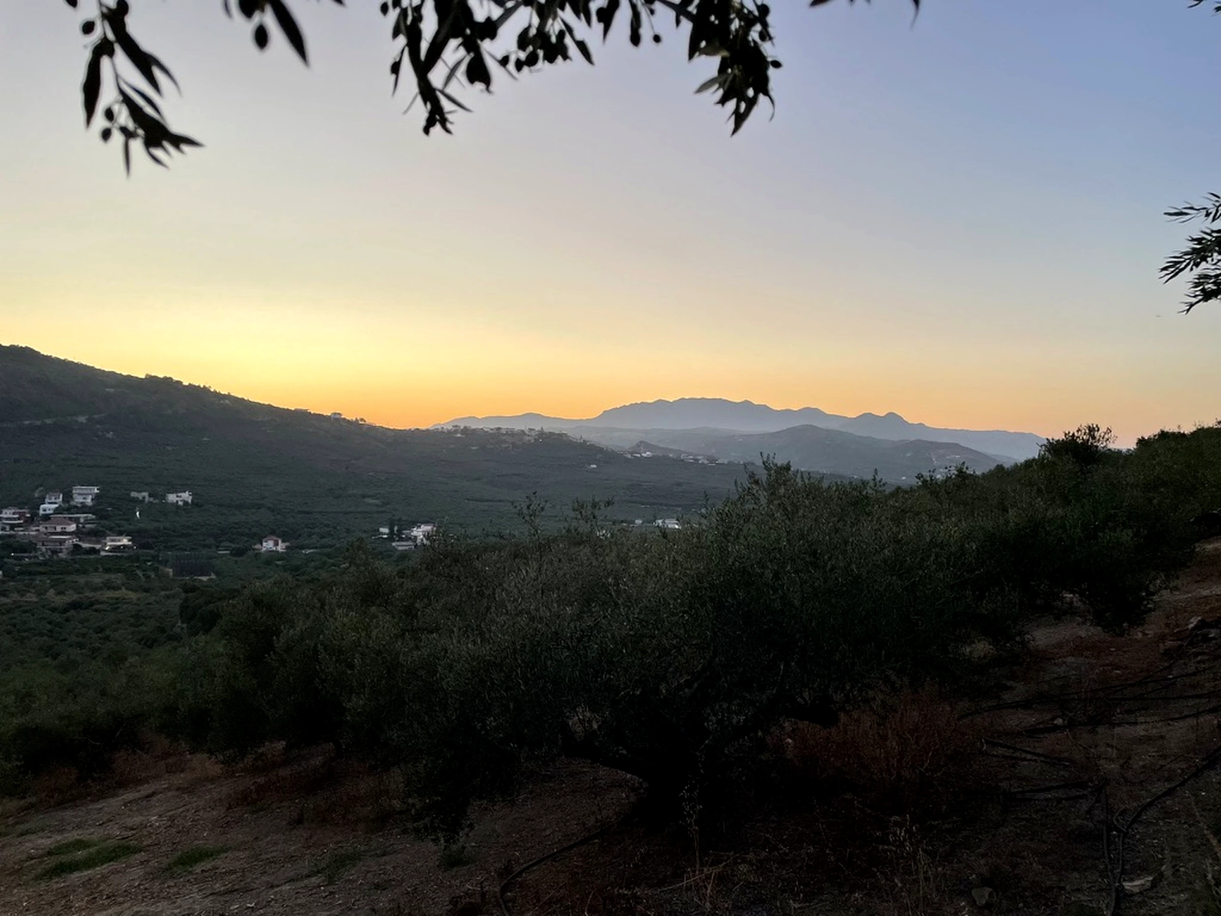 Ελαιώνες στη Σπηλιά Χανίων Κρήτης